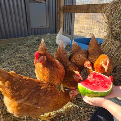 Chickens in Hay River. Photo submitted by Rhiannon Kuzmin