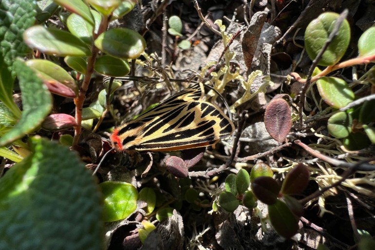 A Philip's Tiger Moth found near Inuvik in August 2022. Anthony C/iNaturalist.ca