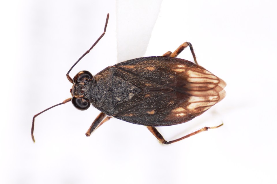 A Macrosaldula monae, spotted just south of Tuktoyaktuk in August 2022. Chris Ratzlaff/iNaturalist.ca