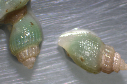 Curtitoma incisula, a type of small gastropod, collected during a DFO survey in Beaufort Sea north of Ulukhaktok in August 2022. Claude Nozères/iNaturalist.ca
