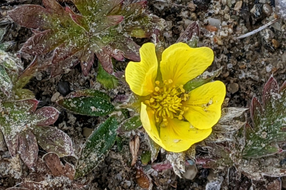 Uschakov's Cinquefoil found on the east shore of Banks Island in August 2020. Emma Pike/iNaturalist.ca