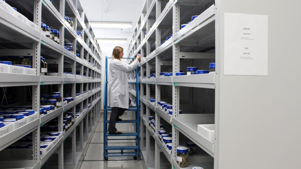 Collections manager Stephanie Tessier holds a specimen from the Canadian Museum of Nature's fish and amphibians collection in Gatineau, Quebec. Claire McFarlane/Cabin Radio