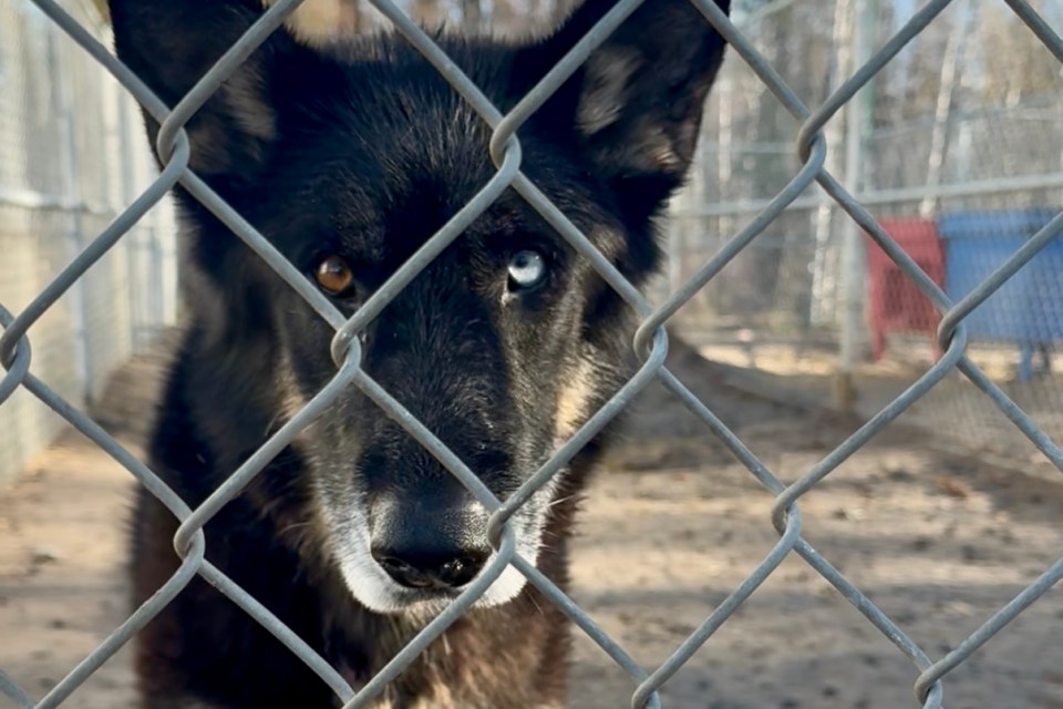 A dog awaits adoption at the NWT SPCA in October 2025. Ollie Williams/Cabin Radio