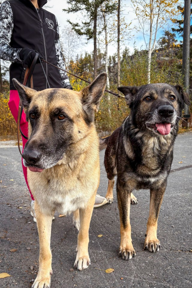 Two dogs joined Saturday's run. Jasmine Nasogaluak/Cabin Radio