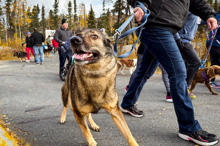 A canine participant in the Yellowknife Heroes Run. Jasmine Nasogaluak/Cabin Radio