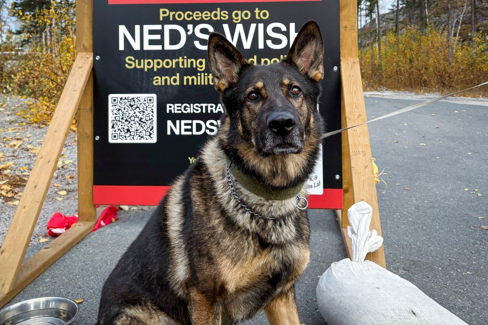 Kola, a retired police dog being supported by Ned's Wish. Jasmine Nasogaluak/Cabin Radio