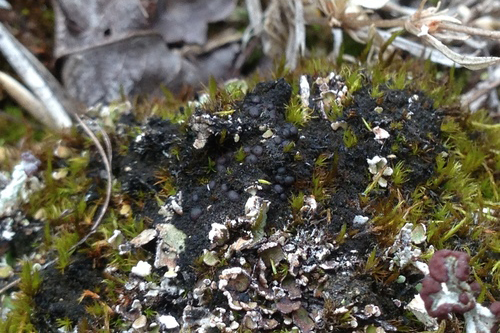 Crushed Onyx Lichen spotted halfway between Enterprise and Kakisa in August 2017. Toby Spribille//iNaturalist.ca