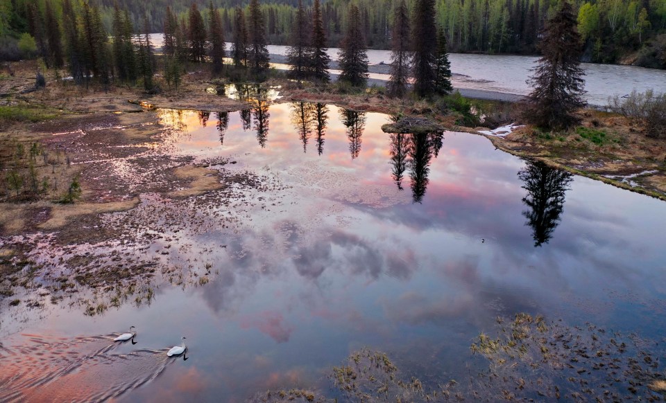 Beavers are having a "drastic" impact on northern landscapes. Photo: Ken D Tape