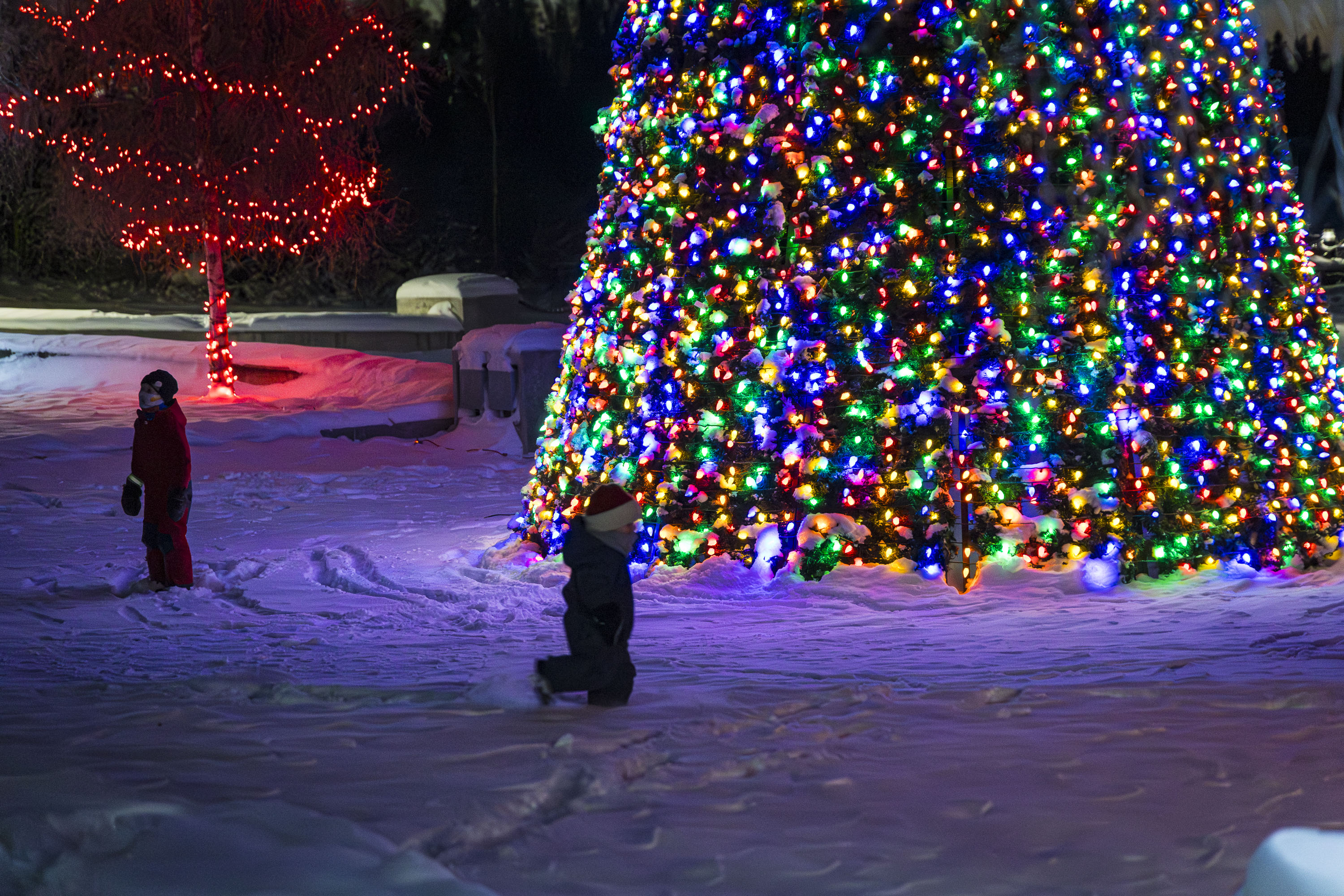 The tree spends most of the year tucked away across town before making its appearance. Ollie Williams/Cabin Radio