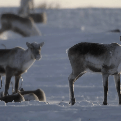 An APTN promotional still from Animal Nation showing caribou.