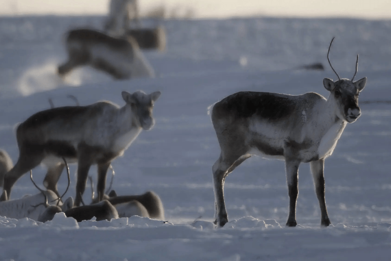 An APTN promotional still from Animal Nation showing caribou.
