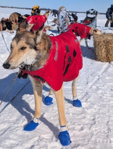 A dog in the 2025 Underdog 100. Photo: Underdog 100