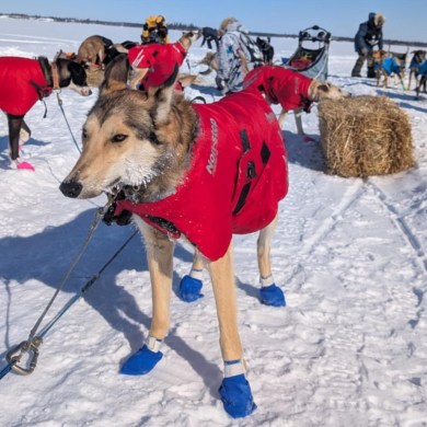 A dog in the 2025 Underdog 100. Photo: Underdog 100