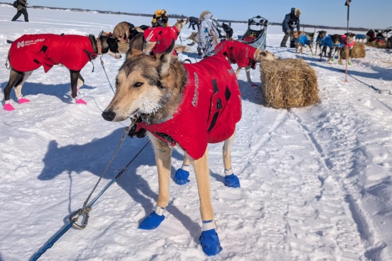 A dog in the 2025 Underdog 100. Photo: Underdog 100