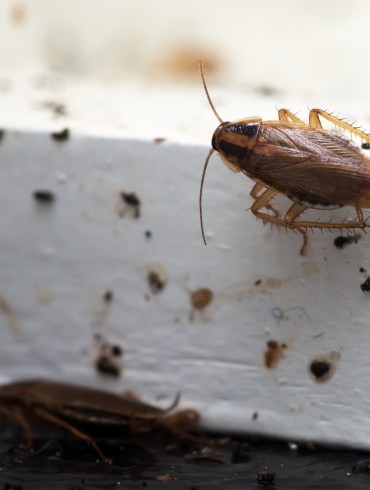 A file image of cockroaches. Irina Kozhemyakina/Dreamstime