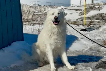 Happy, a dog at the NWT SPCA. Jasmine Nasogaluak/Cabin Radio