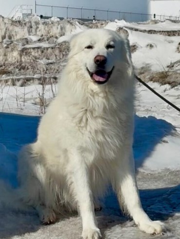 Happy, a dog at the NWT SPCA. Jasmine Nasogaluak/Cabin Radio