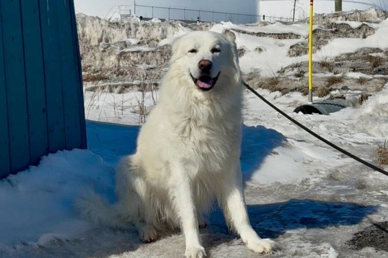 Happy, a dog at the NWT SPCA. Jasmine Nasogaluak/Cabin Radio