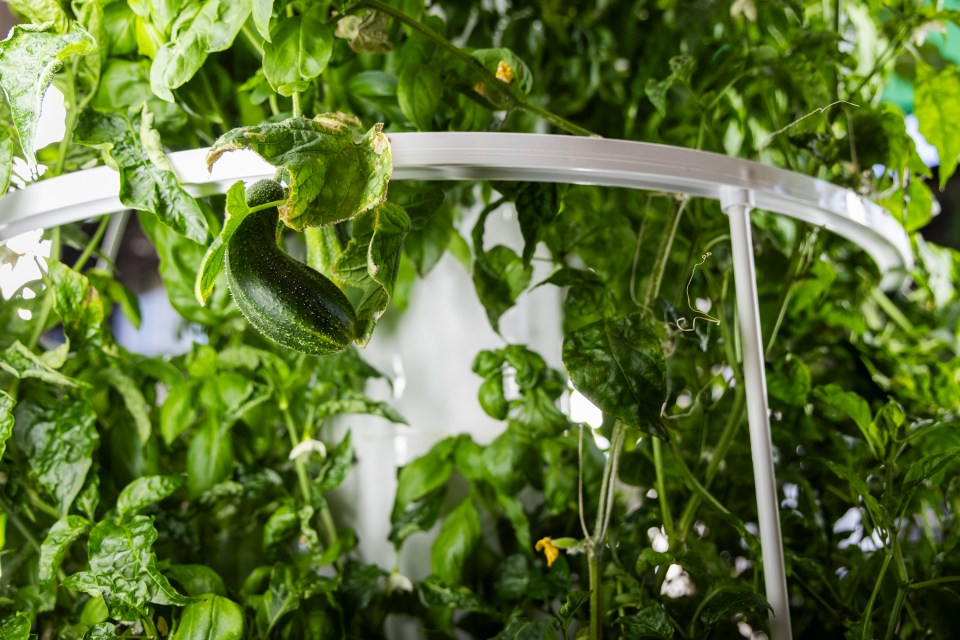 A hydroponic installation inside the Territorial Agrifood Association's discovery centre. Ollie Williams/Cabin Radio.