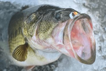 A bass pictured on the front of the NWT's latest sport fishing regulations guide.