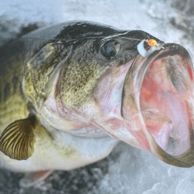 A bass pictured on the front of the NWT's latest sport fishing regulations guide.