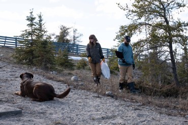 Volunteers work to pick up dog poop at Yellowknife's Fred Henne Territorial Park. Kai Wilson/Cabin Radio