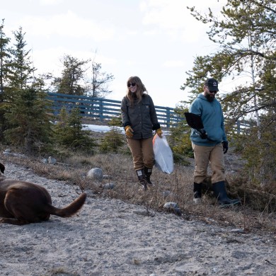 Volunteers work to pick up dog poop at Yellowknife's Fred Henne Territorial Park. Kai Wilson/Cabin Radio