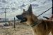 Cabin Radio’s Pet Project: Brody needs a new home
