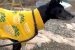 Cabin Radio’s Pet Project: Kenai needs a new home