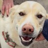 Rudy, a dog looking for a new home at the NWT SPCA in May 2026. Jasmine Nasogaluak/Cabin Radio