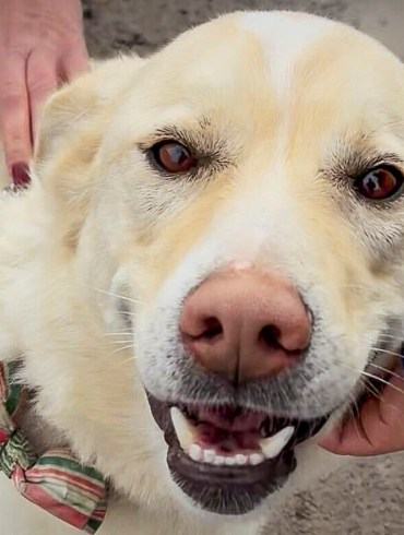 Rudy, a dog looking for a new home at the NWT SPCA in May 2026. Jasmine Nasogaluak/Cabin Radio