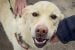 Cabin Radio’s Pet Project: Rudy needs a new home