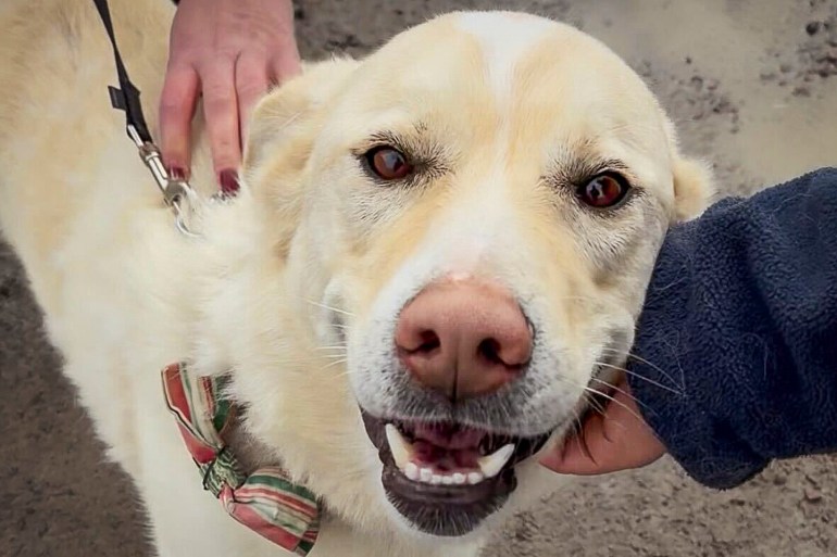 Rudy, a dog looking for a new home at the NWT SPCA in May 2026. Jasmine Nasogaluak/Cabin Radio