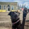 Qimmiq the dog at the NWT SPCA. Jasmine Nasogaluak/Cabin Radio