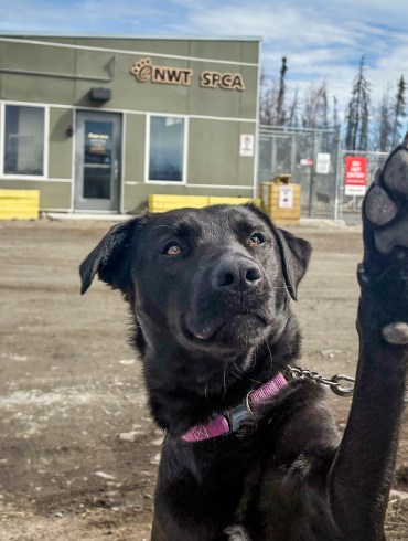 Qimmiq the dog at the NWT SPCA. Jasmine Nasogaluak/Cabin Radio