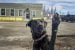 Cabin Radio’s Pet Project: Qimmiq the dog needs a new home!