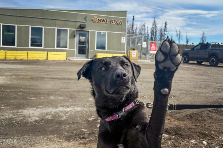 Qimmiq the dog at the NWT SPCA. Jasmine Nasogaluak/Cabin Radio