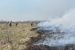 Record number of crane nests counted as Wood Buffalo fire grows