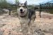 Cabin Radio’s Pet Project: Baby needs a new home