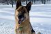 Cabin Radio’s Pet Project: King needs a new home