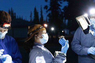 Sophie Clark holds a brown myotis bat that was reluctant to fly away. Researchers wear personal protective equipment to prevent infecting bats with human illnesses and to avoid spreading the fungus spores that cause white nose syndrome in bats. The fungus is not a threat to human health. Claire McFarlane/Cabin Radio