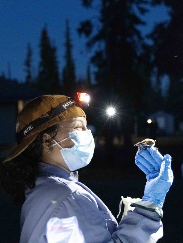 Sophie Clark holds a brown myotis bat that was reluctant to fly away. Researchers wear personal protective equipment to prevent infecting bats with human illnesses and to avoid spreading the fungus spores that cause white nose syndrome in bats. The fungus is not a threat to human health. Claire McFarlane/Cabin Radio