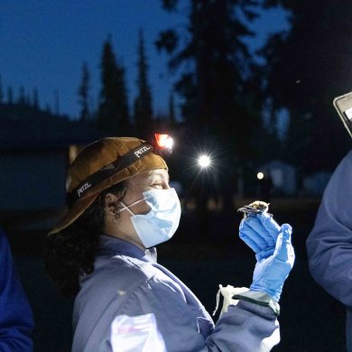 Sophie Clark holds a brown myotis bat that was reluctant to fly away. Researchers wear personal protective equipment to prevent infecting bats with human illnesses and to avoid spreading the fungus spores that cause white nose syndrome in bats. The fungus is not a threat to human health. Claire McFarlane/Cabin Radio