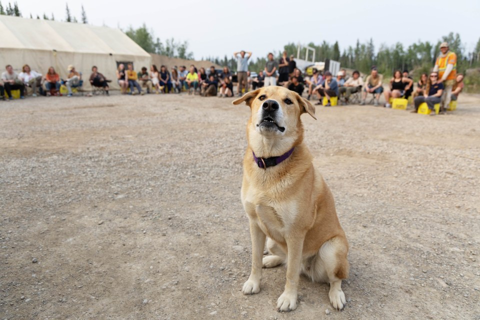 Furry companions helped keep crews company during the tree planting project. Claire McFarlane/Cabin Radio
