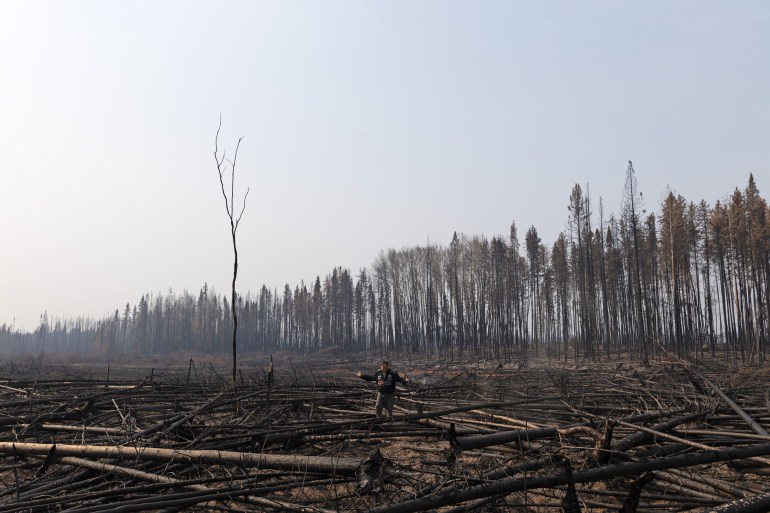 Dehcho Grand Chief Herb Norwegian stands in an area along Highway 1 in Fort Simpson burned by wildfire. Claire McFarlane/Cabin Radio