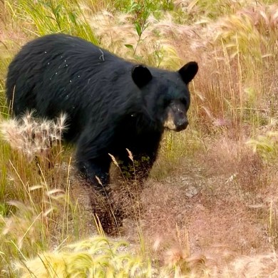 A black bear near Yellowknife's Niven neighbourhood on the evening of July 23, 2026. Photo: Carrie Lauder
