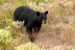 Bear wanders through woods near Yellowknife’s Niven neighbourhood