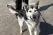 Cabin Radio’s Pet Project: Talia needs a new home
