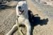 Cabin Radio’s Pet Project: Henry Sir thinks you should adopt Pedro