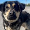 Nellie. Photo: NWT SPCA